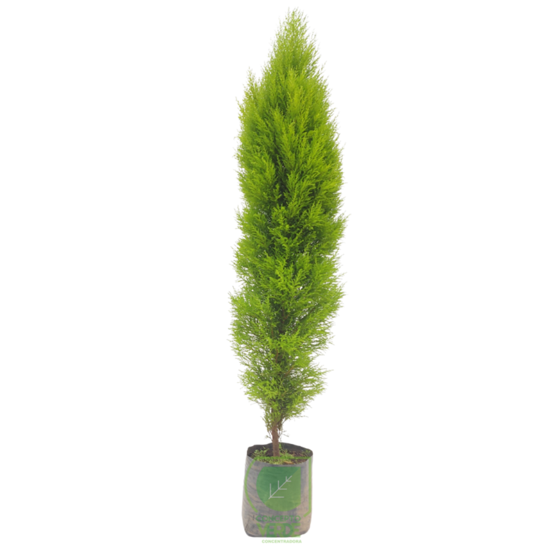 Cedro Limón (Compacto) 1.7m
