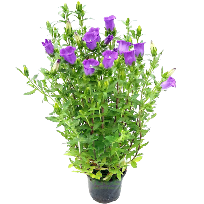 Campanula Medium