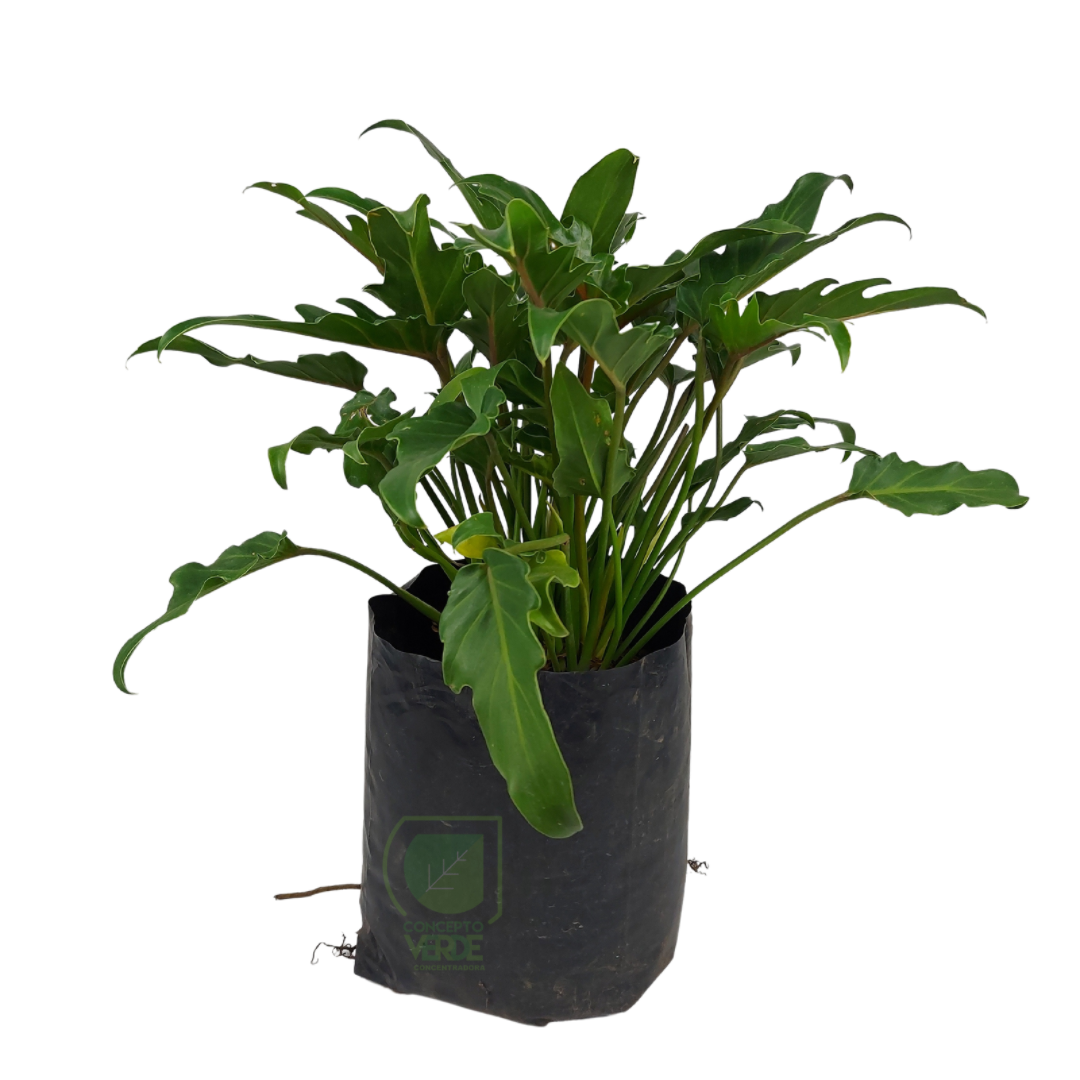 Philodendron Xanadu
