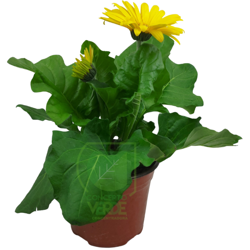 Gerbera