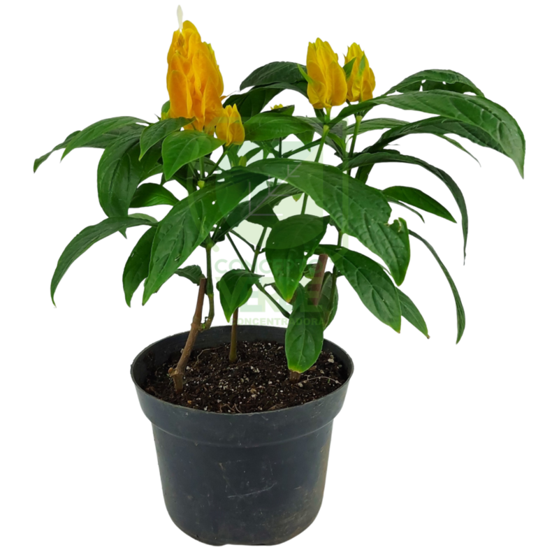 Pachystachys