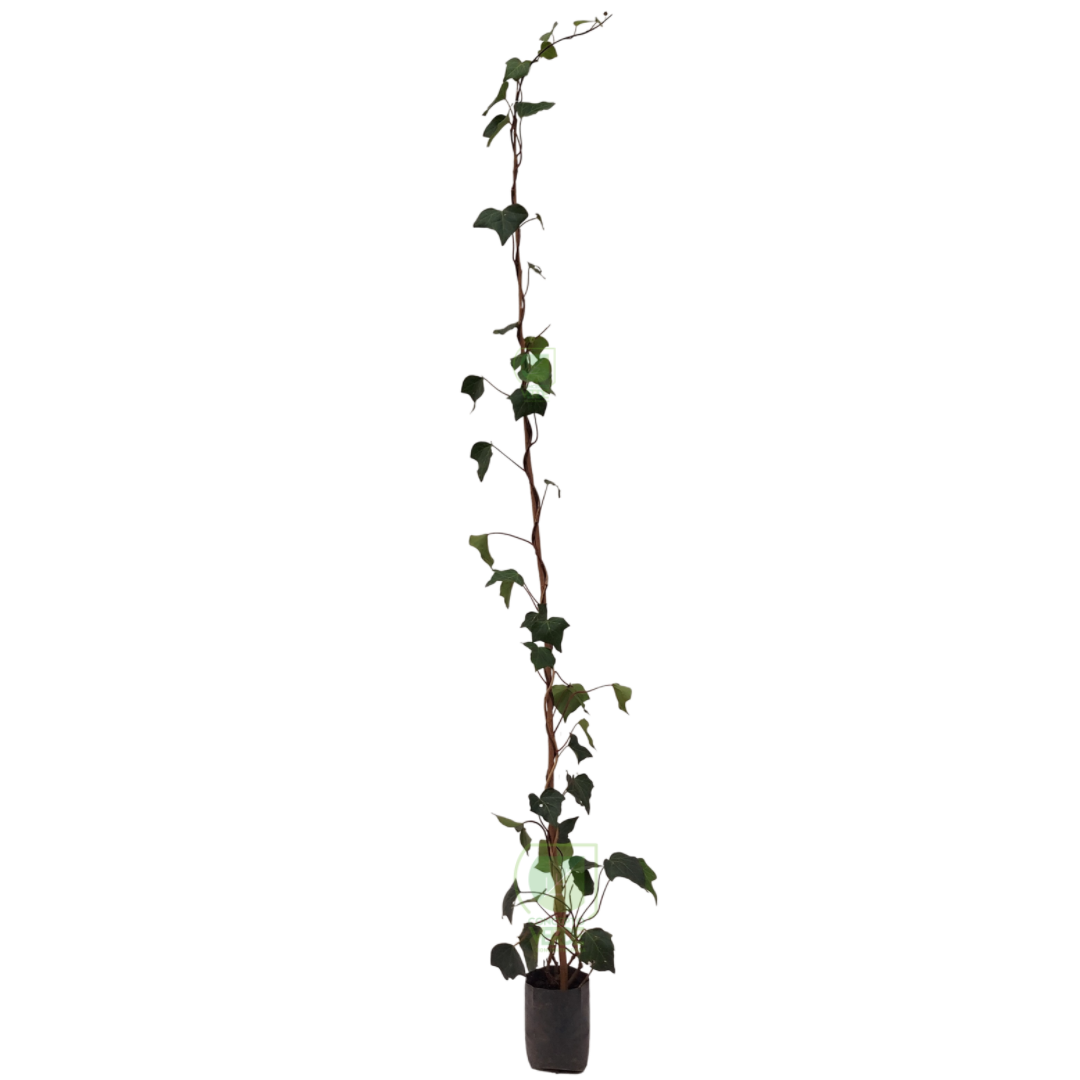 Enredadera Española 1.8m