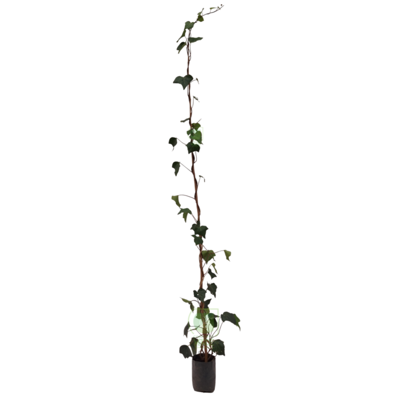 Enredadera Española 1.8m