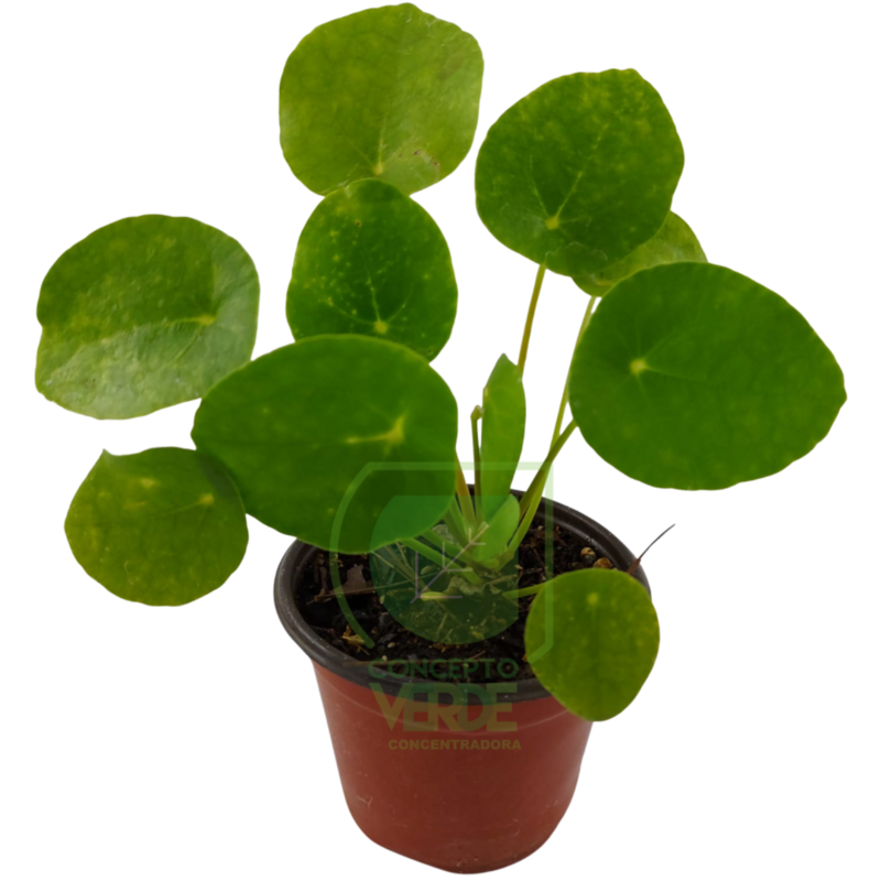 Pilea #1