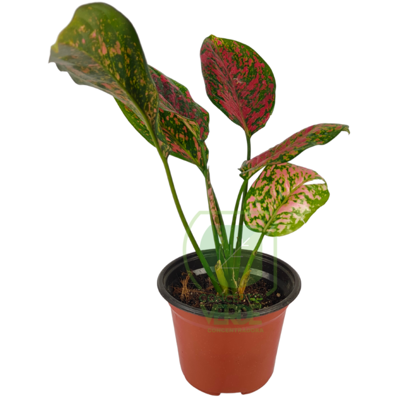 Aglonema