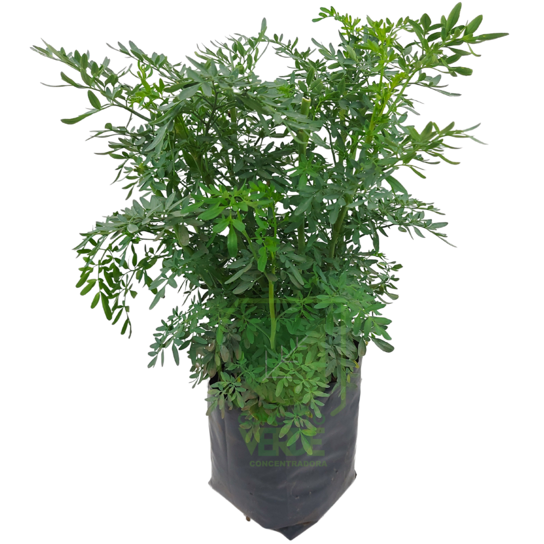 Ruda (Mediana)