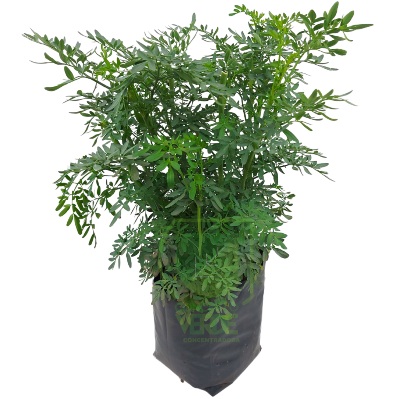 Ruda (Mediana)