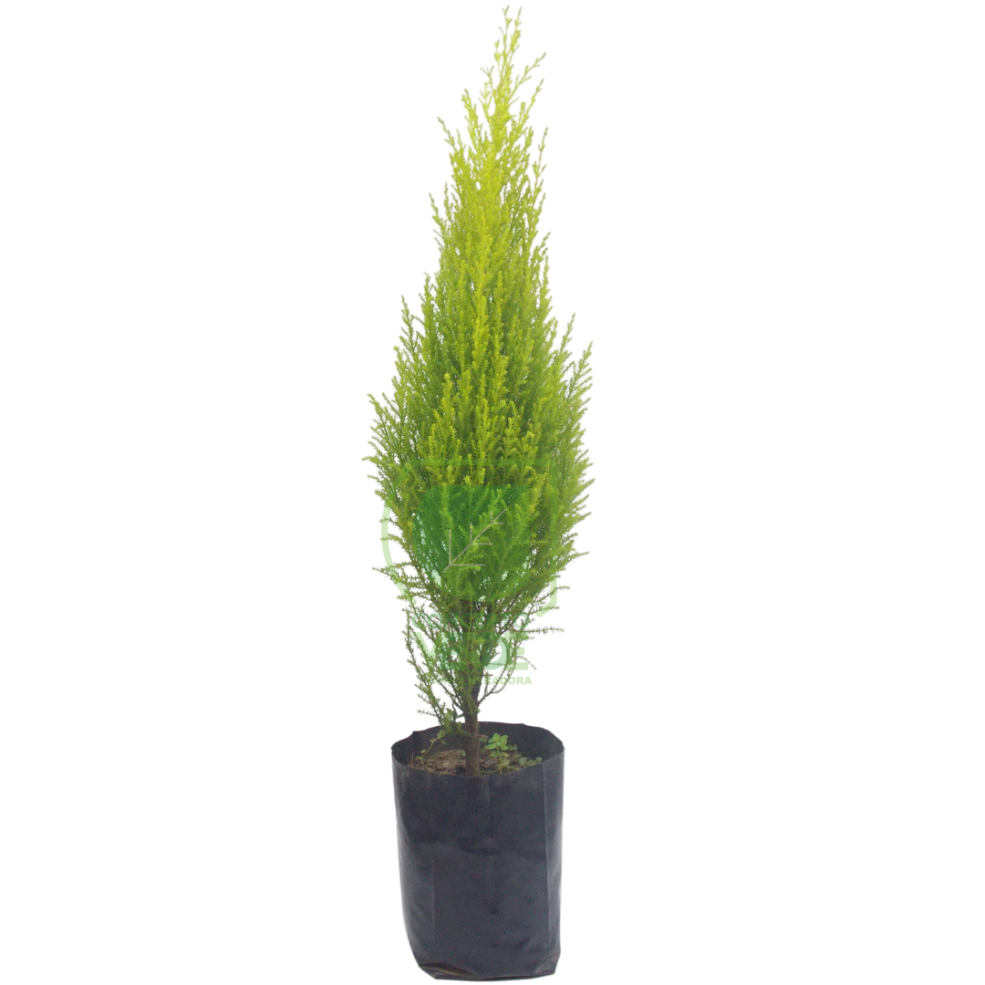 Cedro Limón (Compacto) 45cm