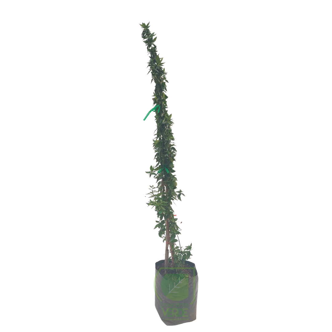 Abelia Verde