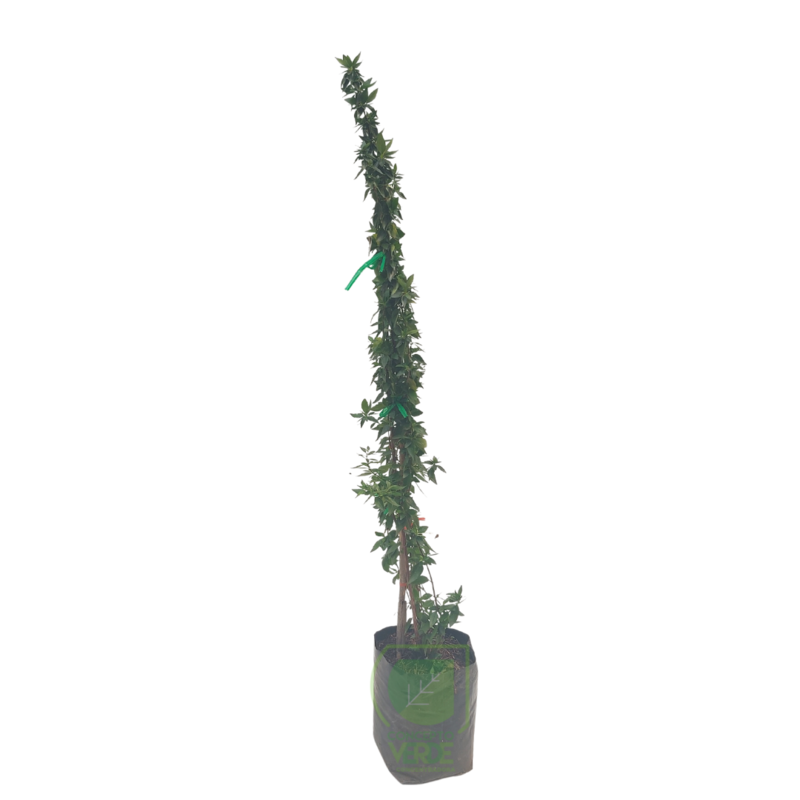Abelia Verde
