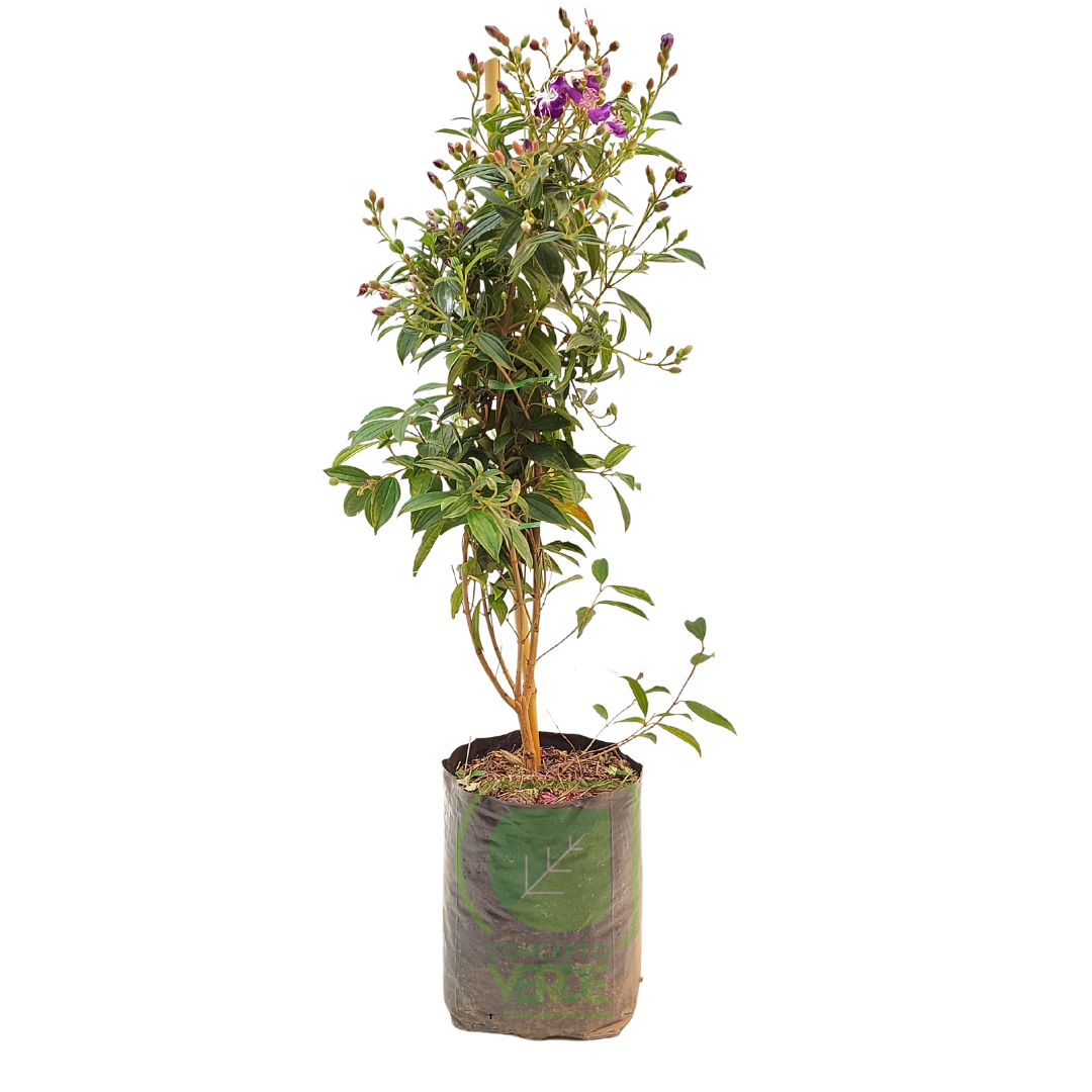 Tibutina Enana