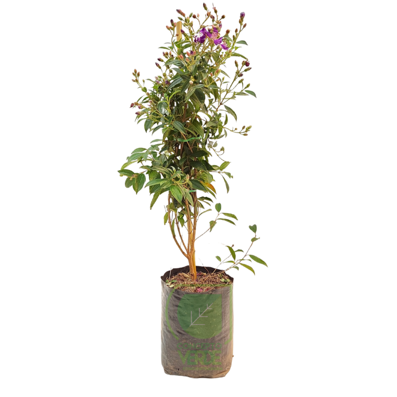 Tibutina Enana