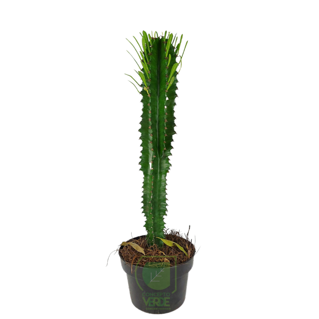Euphorbia
