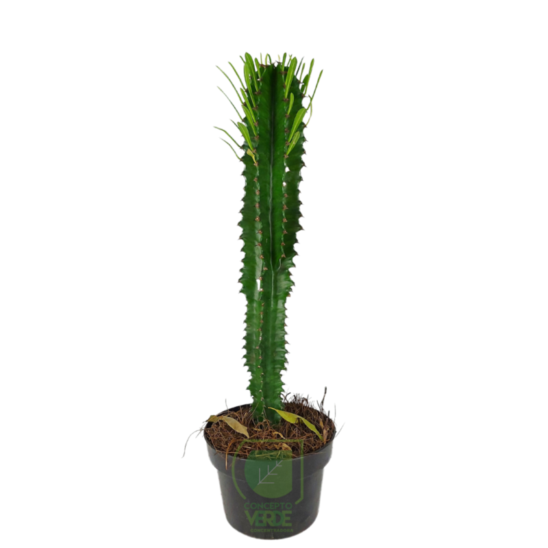 Euphorbia