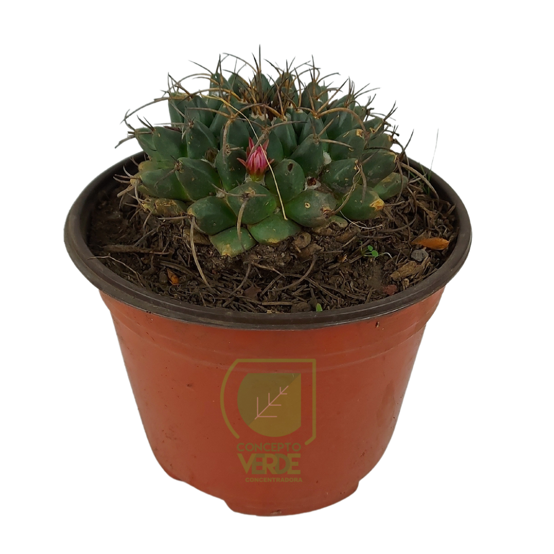 Mammillaria