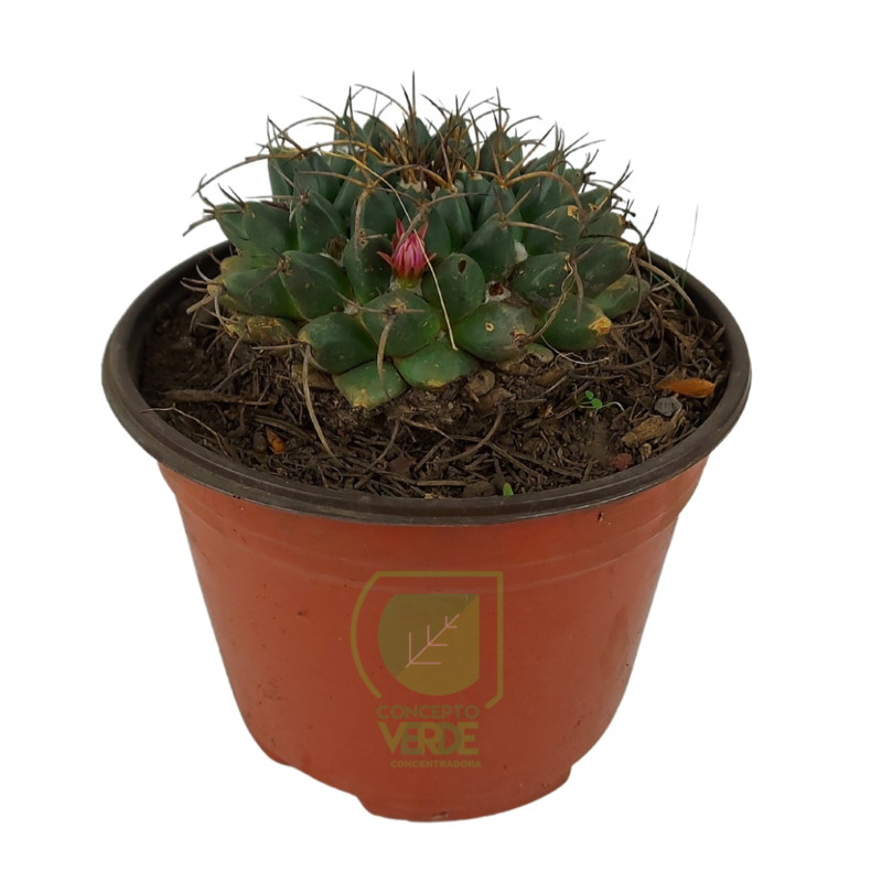 Mammillaria