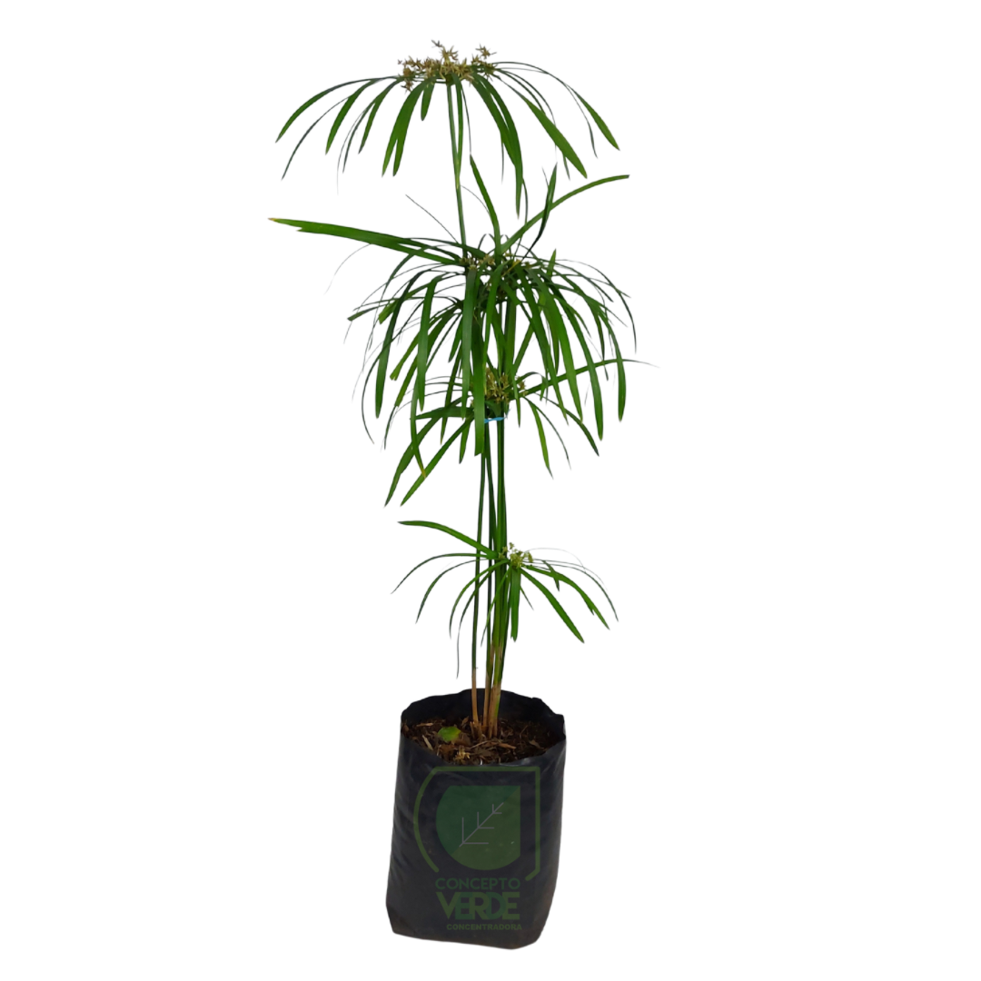 Papiro Estrella