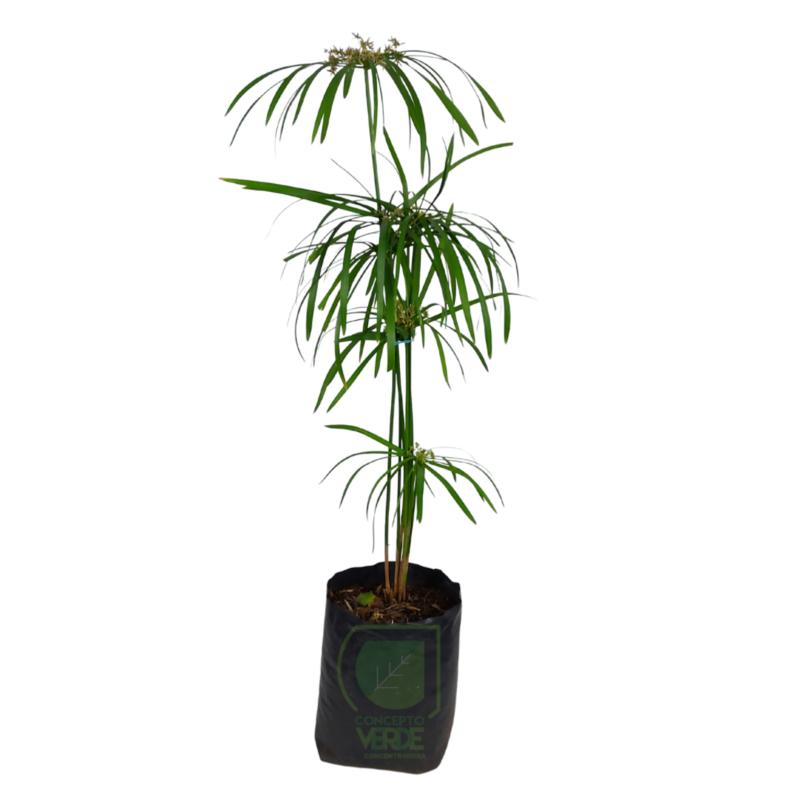 Papiro Estrella