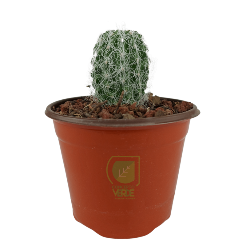 Viejito
