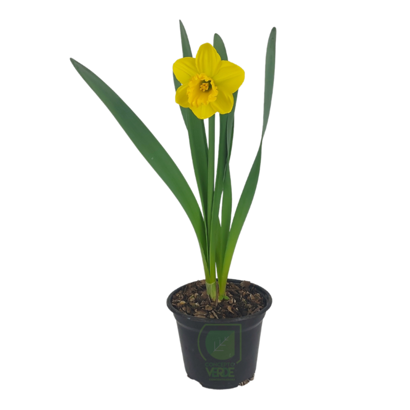 Narciso