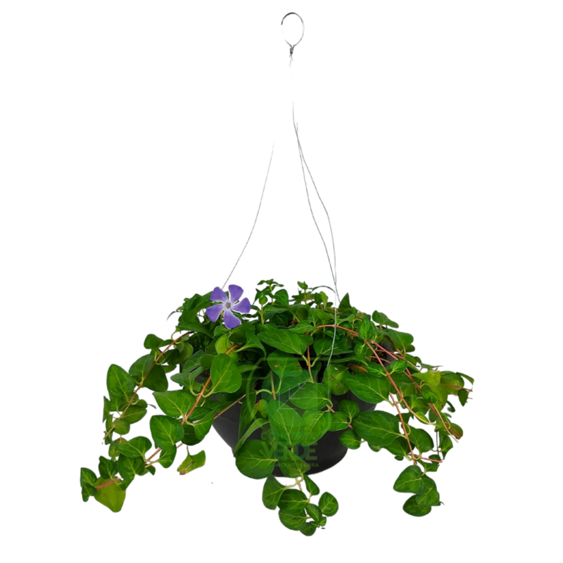 Vinca Colgante