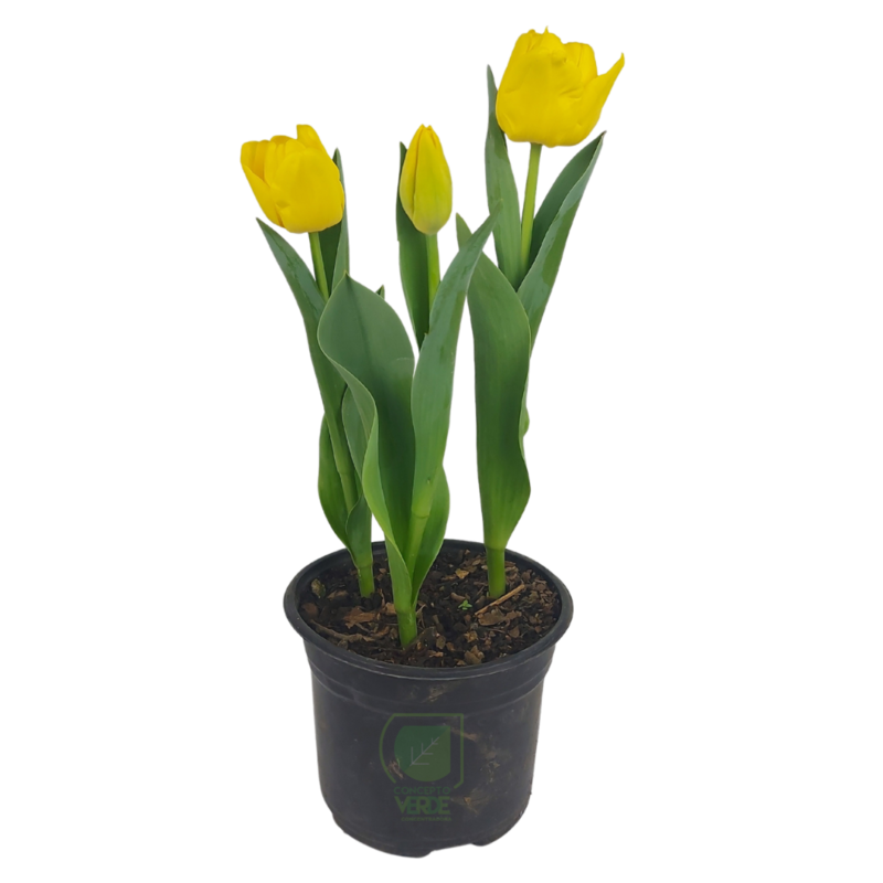 Tulipán Holandés