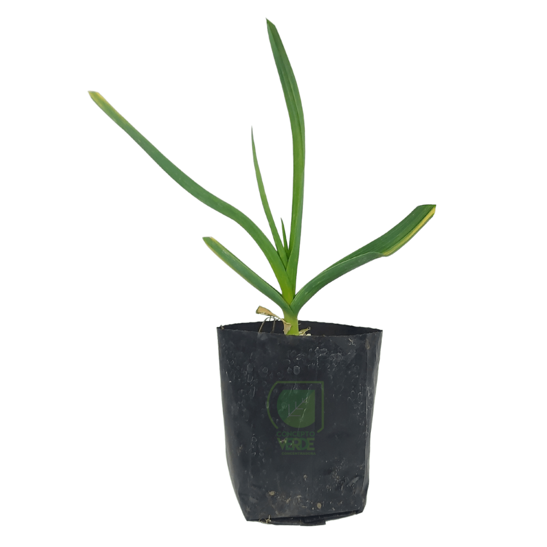 Planta De Ajo
