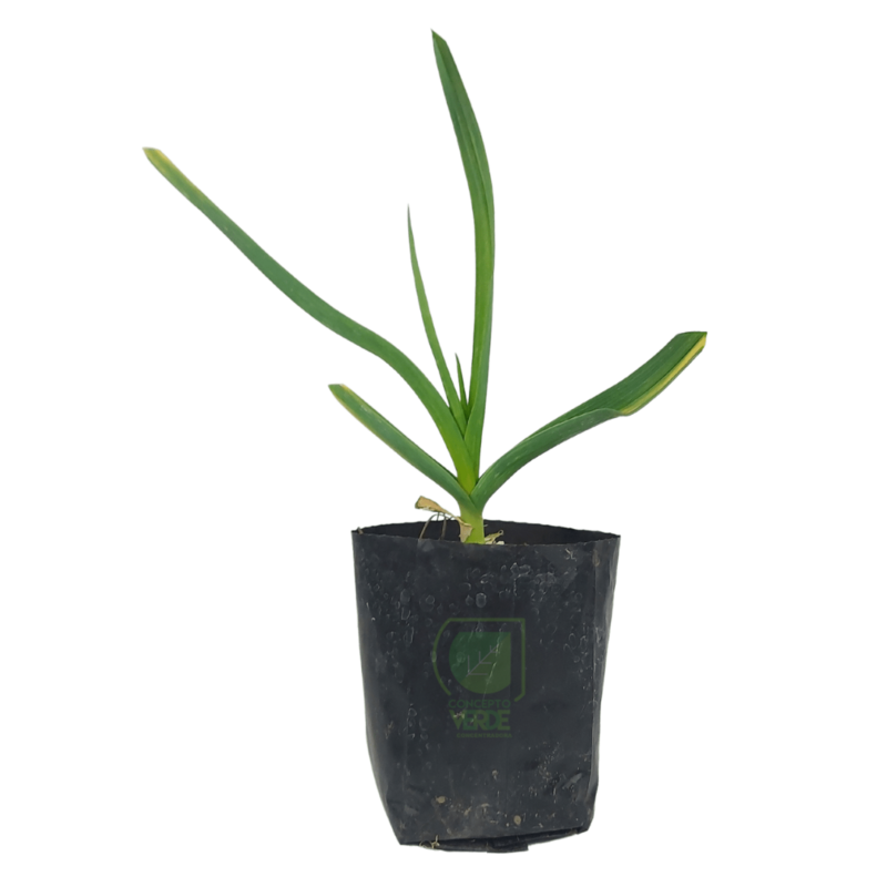 Planta De Ajo