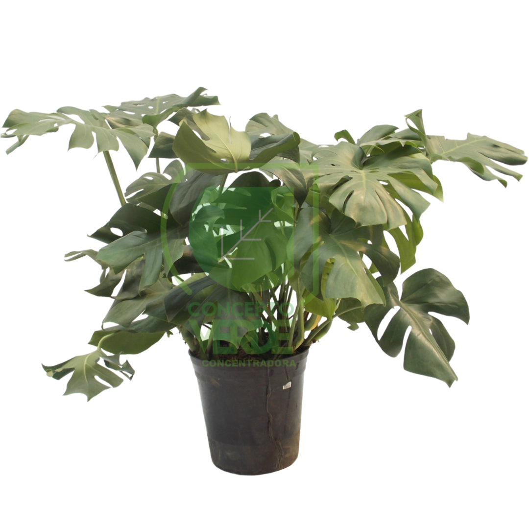 Monstera Deliciosa 80cm