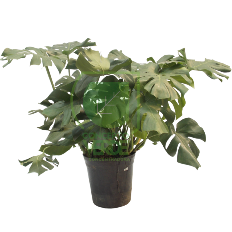 Monstera Deliciosa 80cm