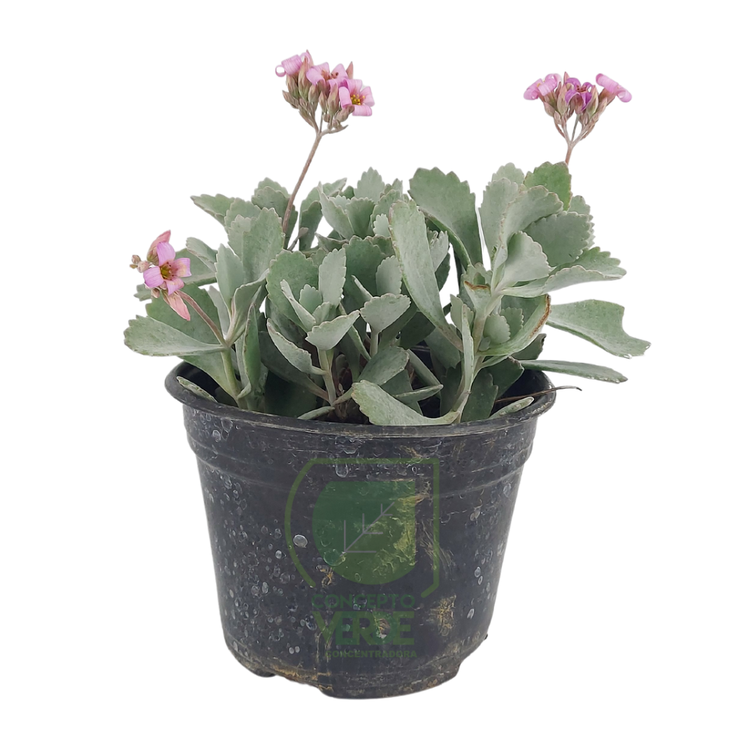 Kalanchoe Gris