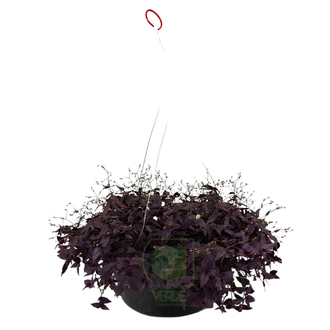 Tradescantia Morada