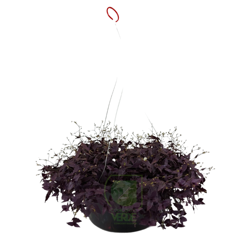 Tradescantia Morada