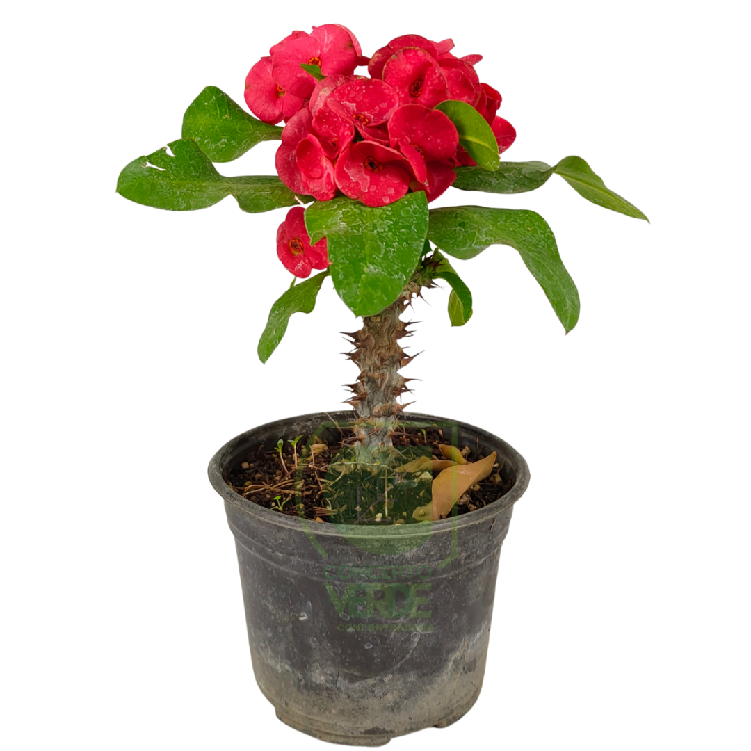 Corona de Cristo (tallo grueso)