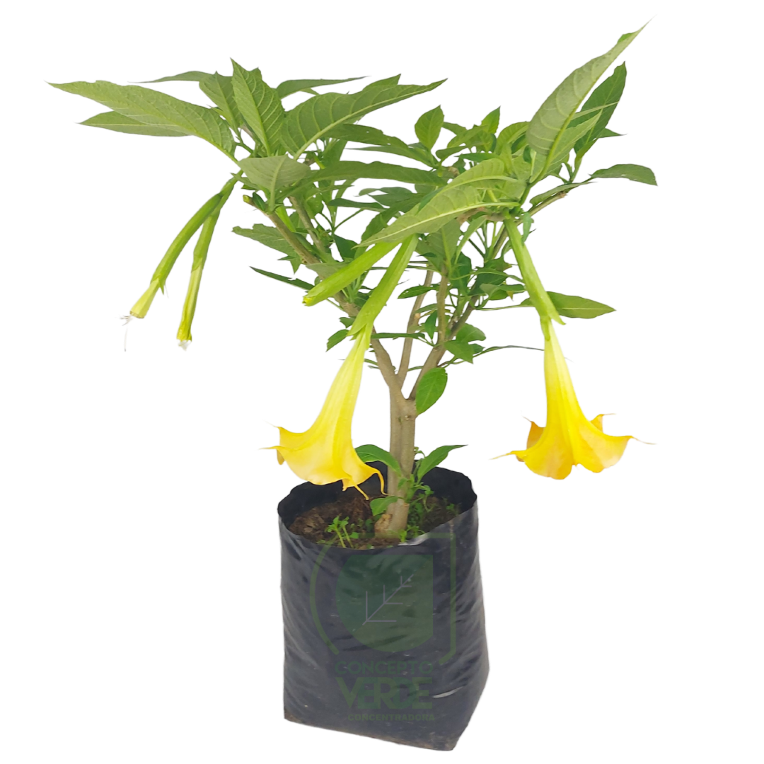 Arbusto Floripondio