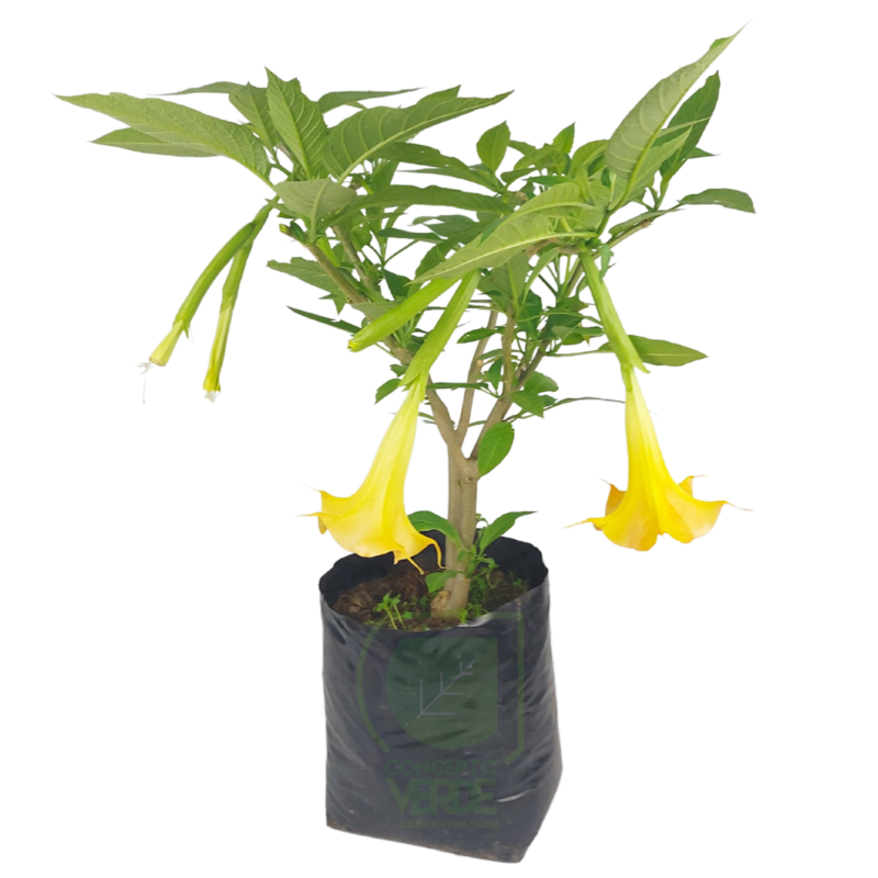 Arbusto Floripondio