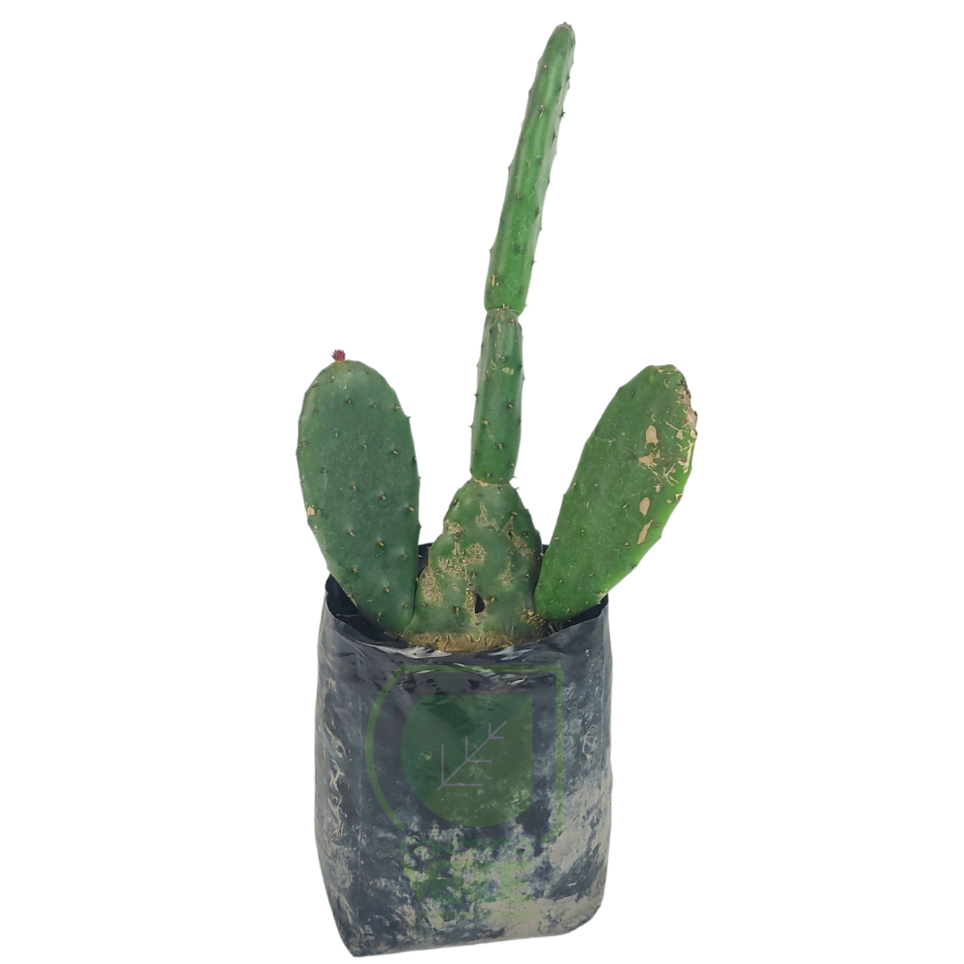 Nopal (Tuna Roja)