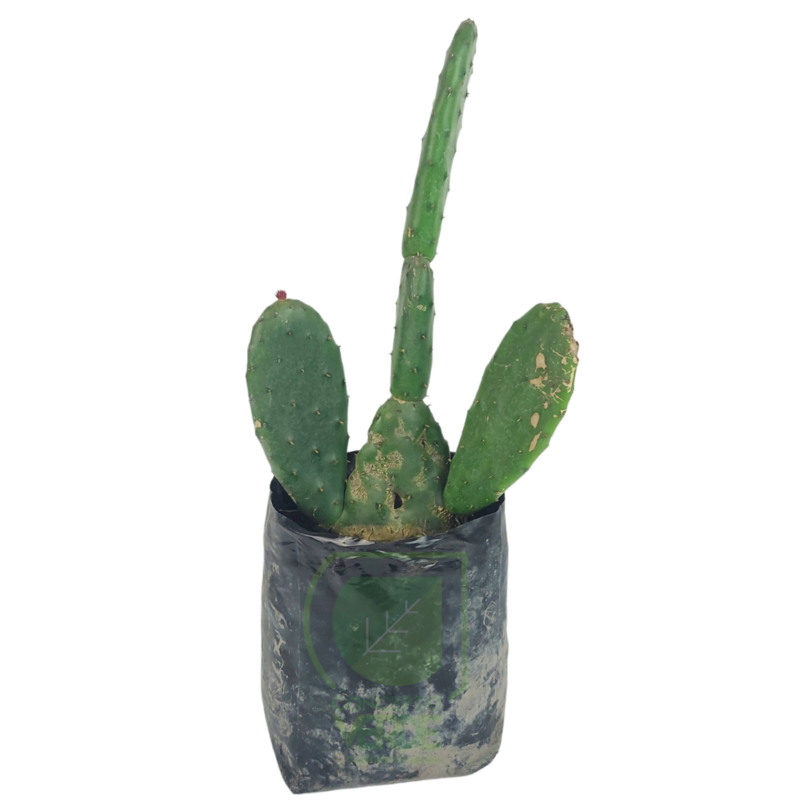 Nopal (Tuna Roja)