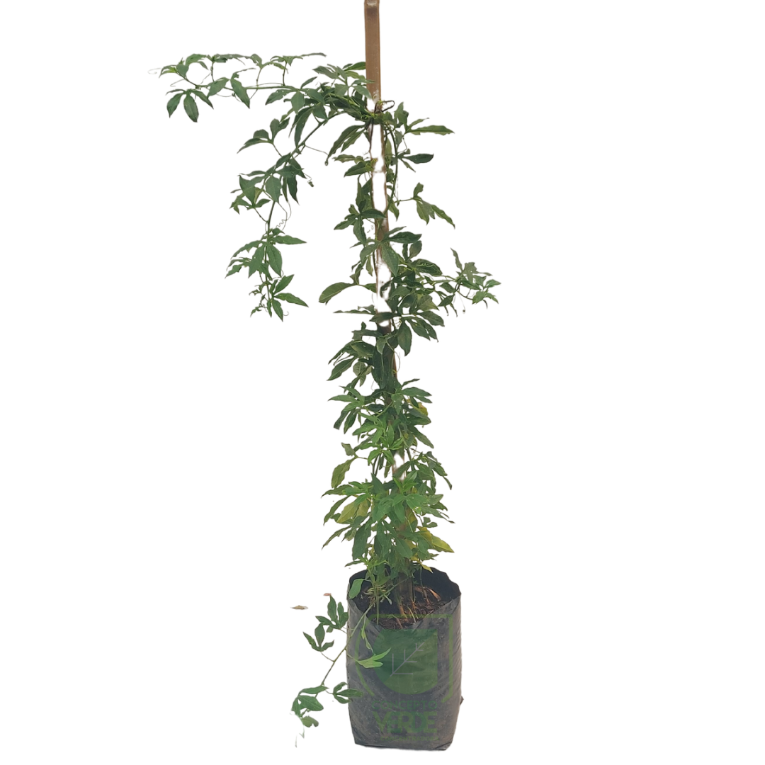 Pasiflora