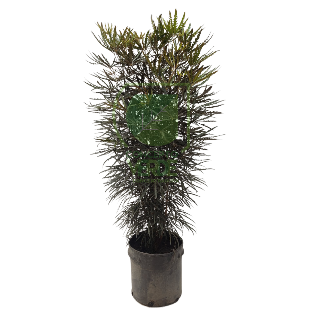 Aralia Elegantísima #3