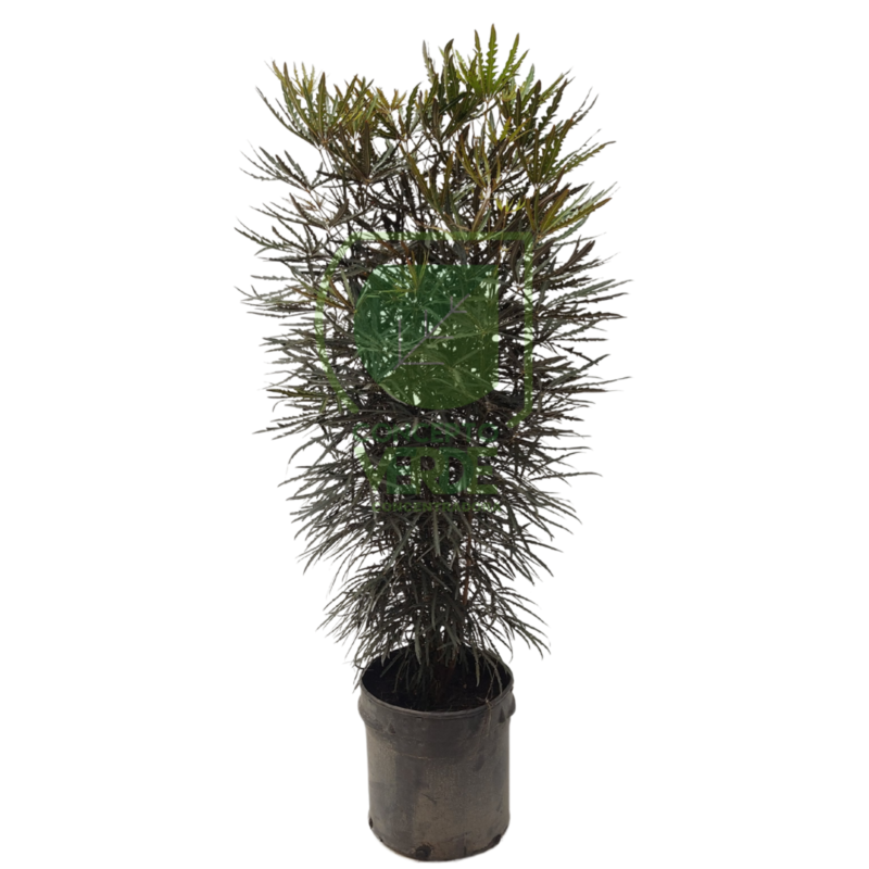 Aralia Elegantísima #3