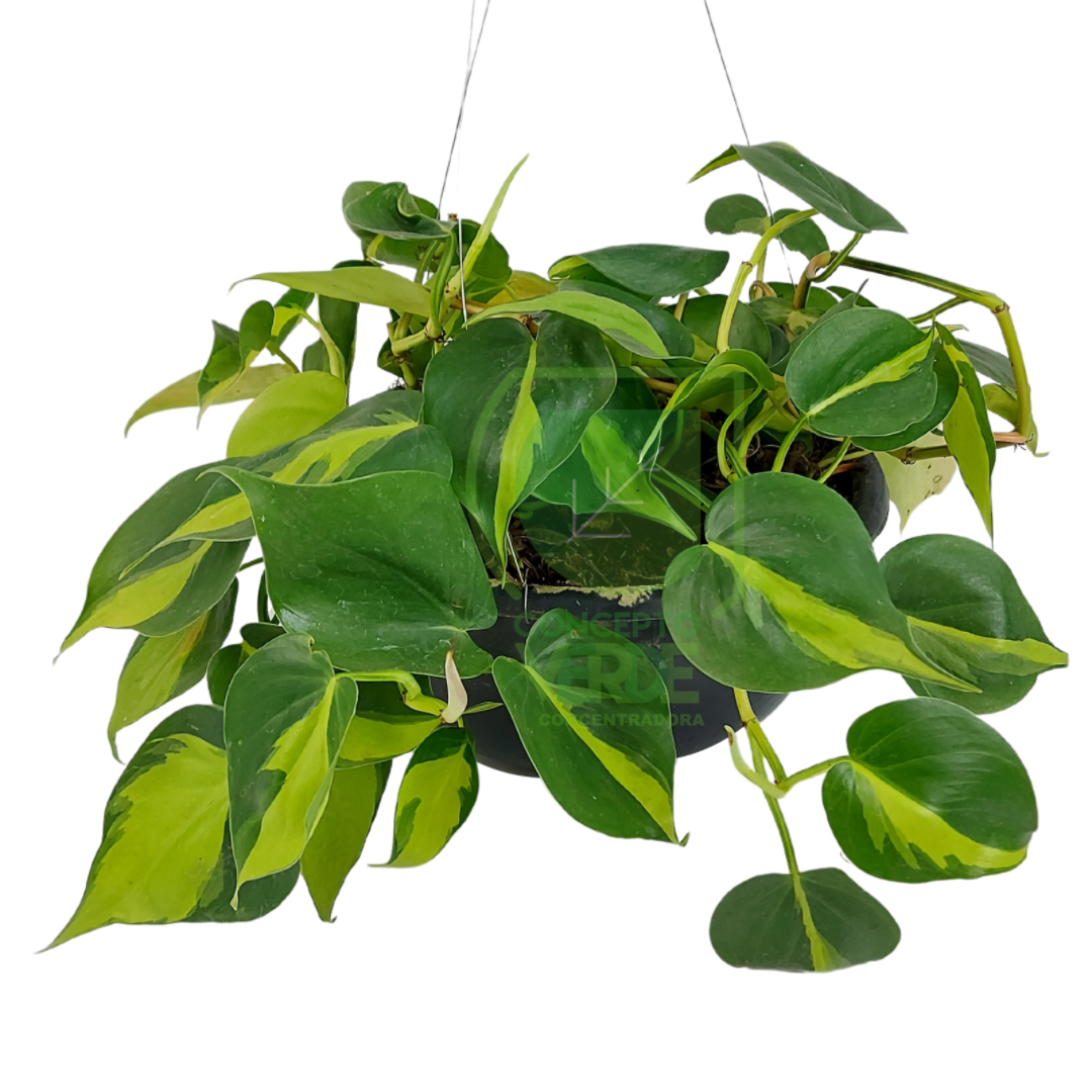 Colombo Brasileño, color: Verde Con Amarillo