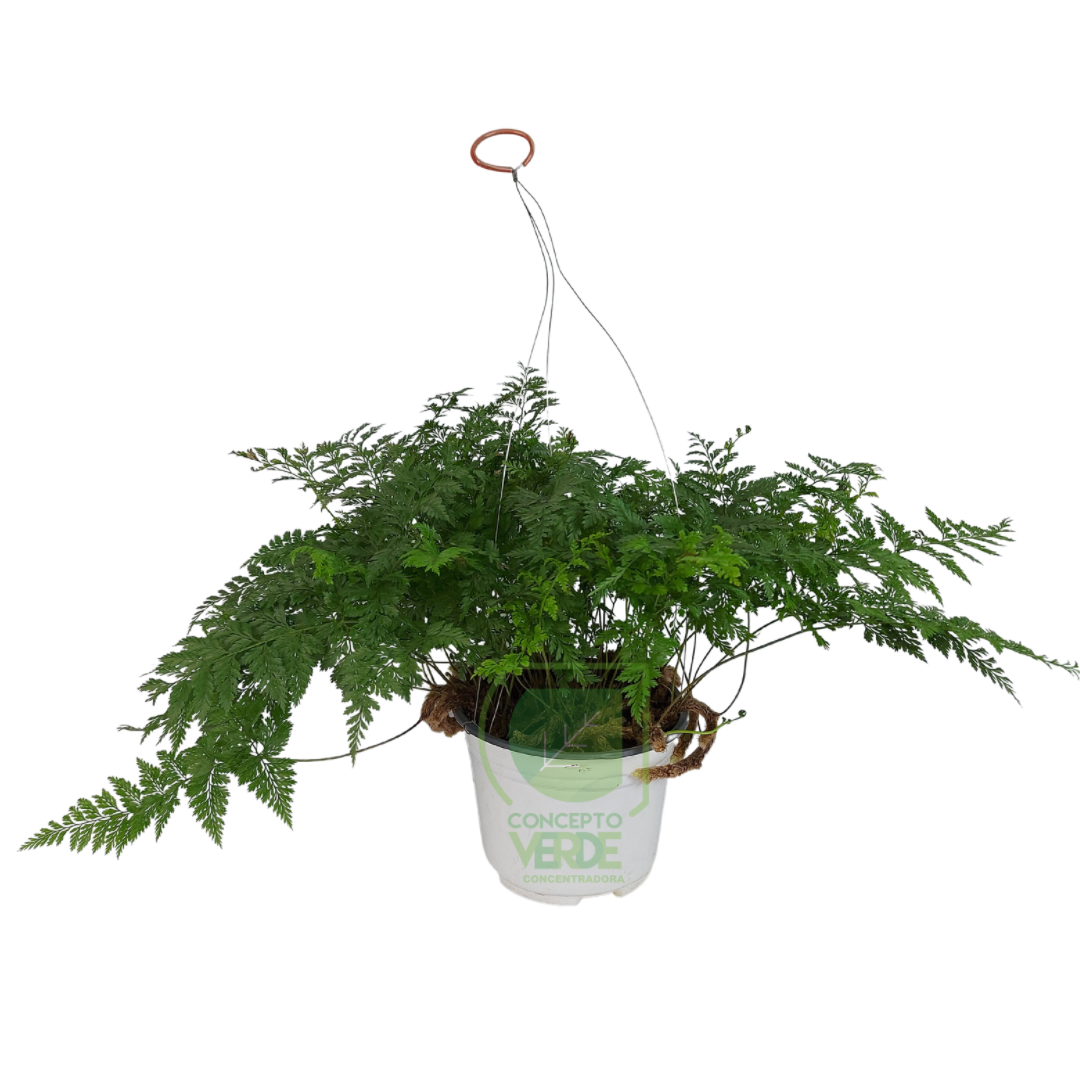 Pata De Conejo
