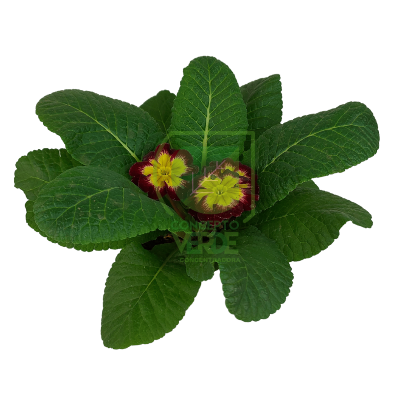 Primorosa
