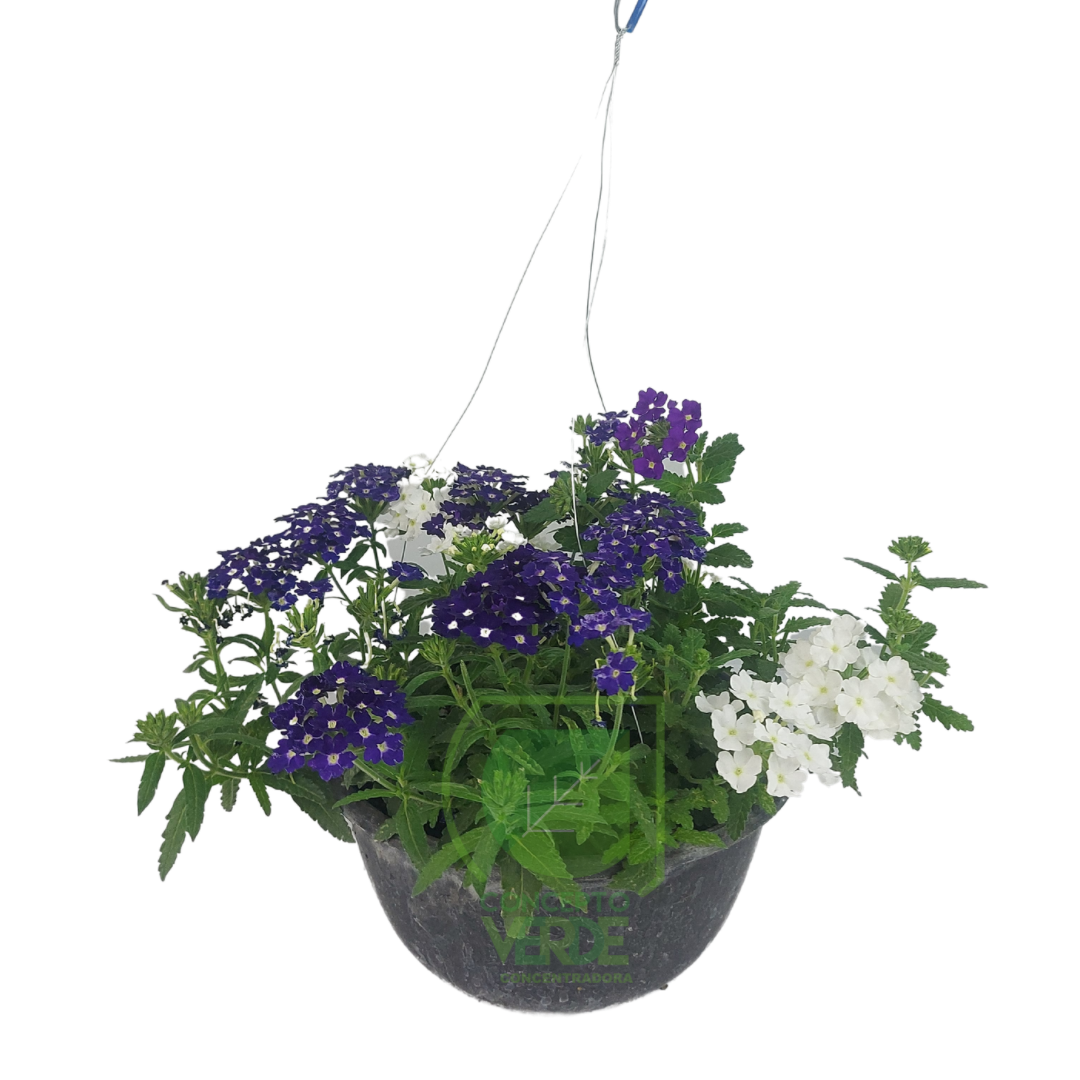 Verbena