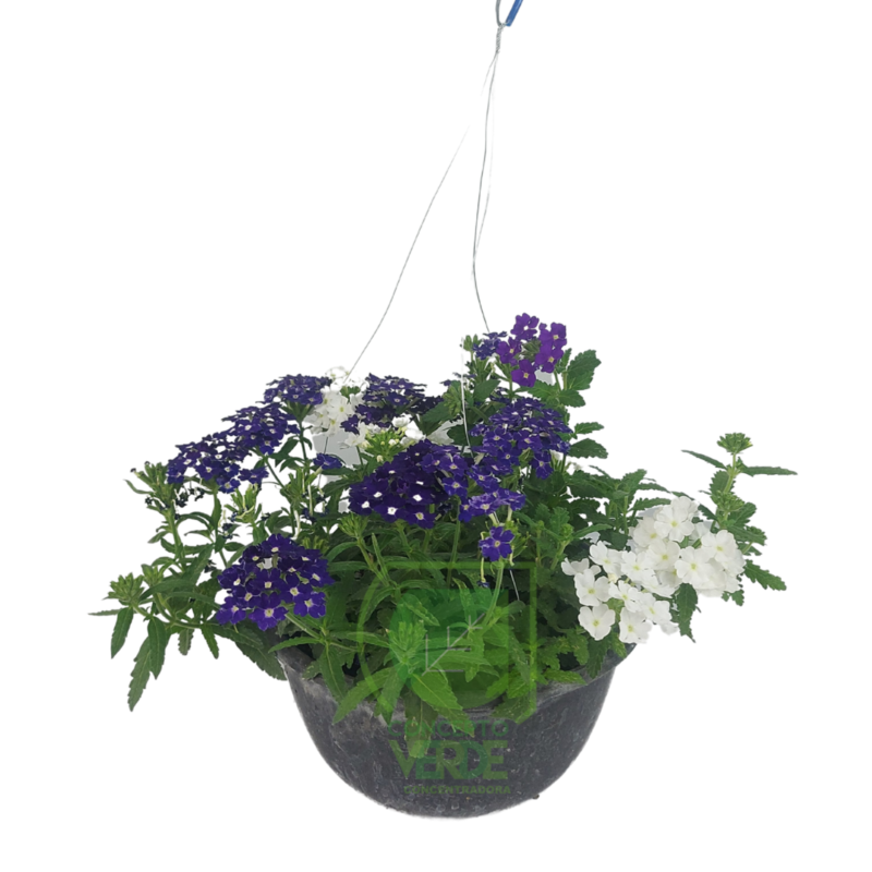 Verbena
