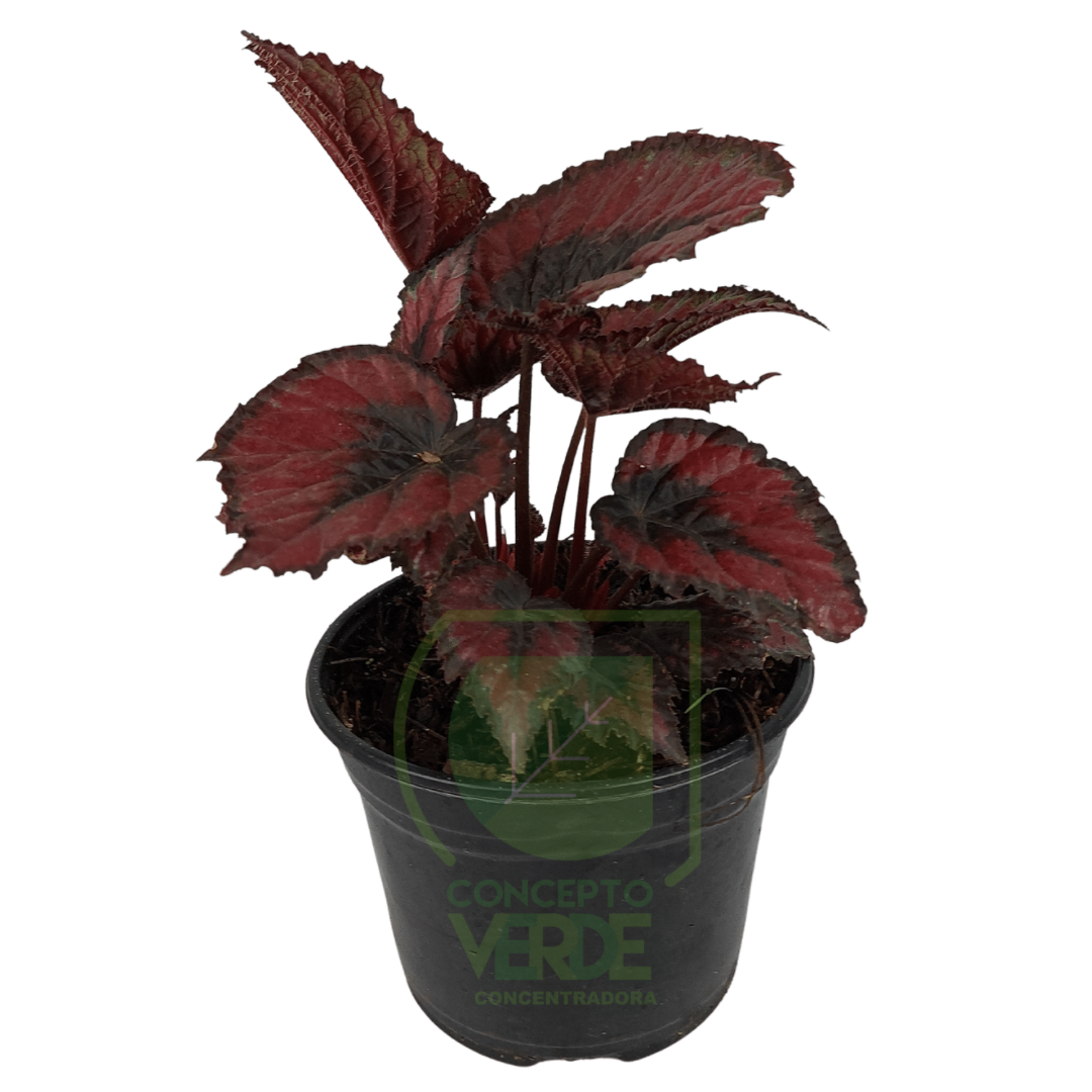 Begonia Rex