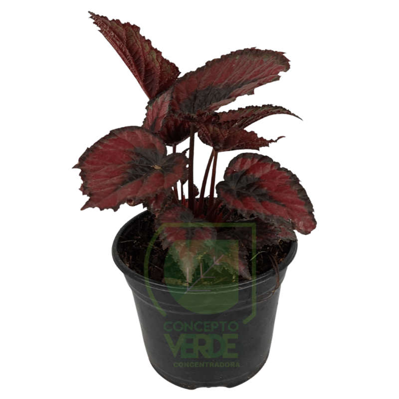Begonia Rex