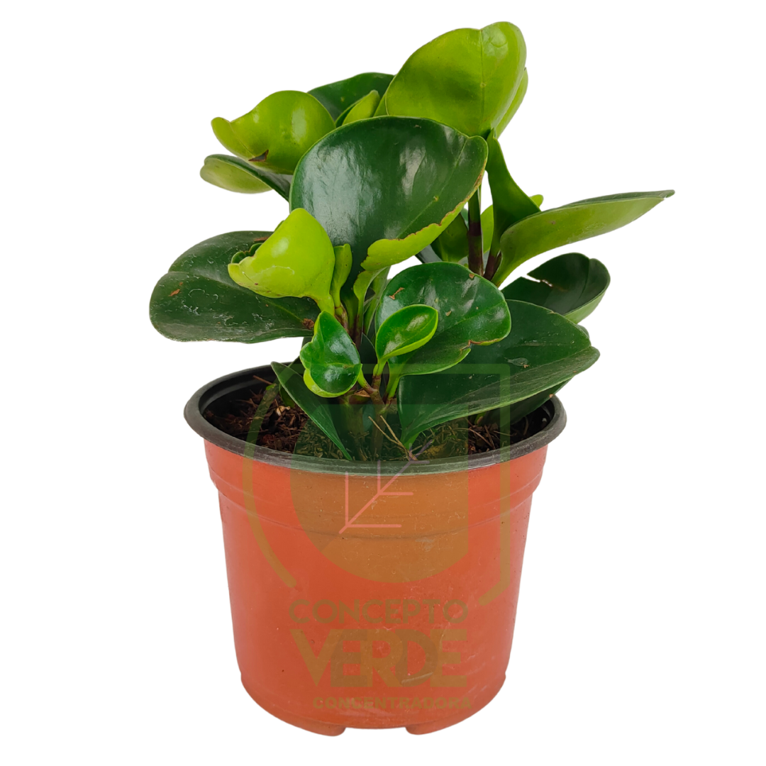 Peperonia Verde