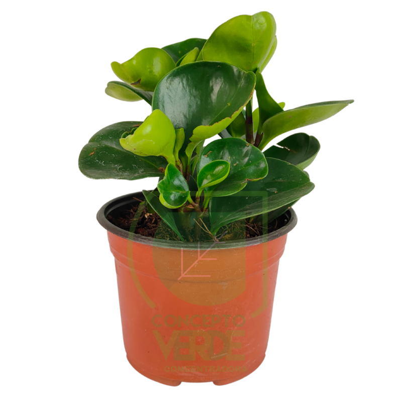 Peperonia Verde
